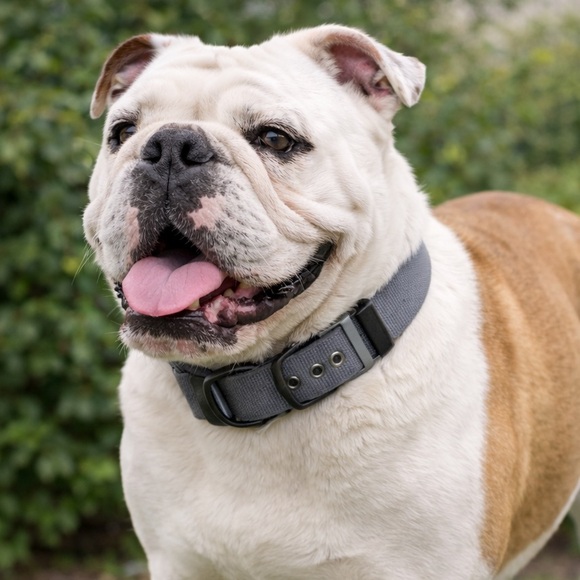 Other - 🐾 Durable Gray Adjustable Dog Collar – Heavy-Duty Nylon w/ Black Hardware